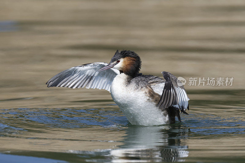 大山脊grebe (Podiceps crista)